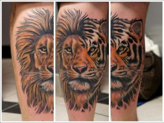 10 + Best Half Lion Half Tiger Tattoo Designs - PetPress