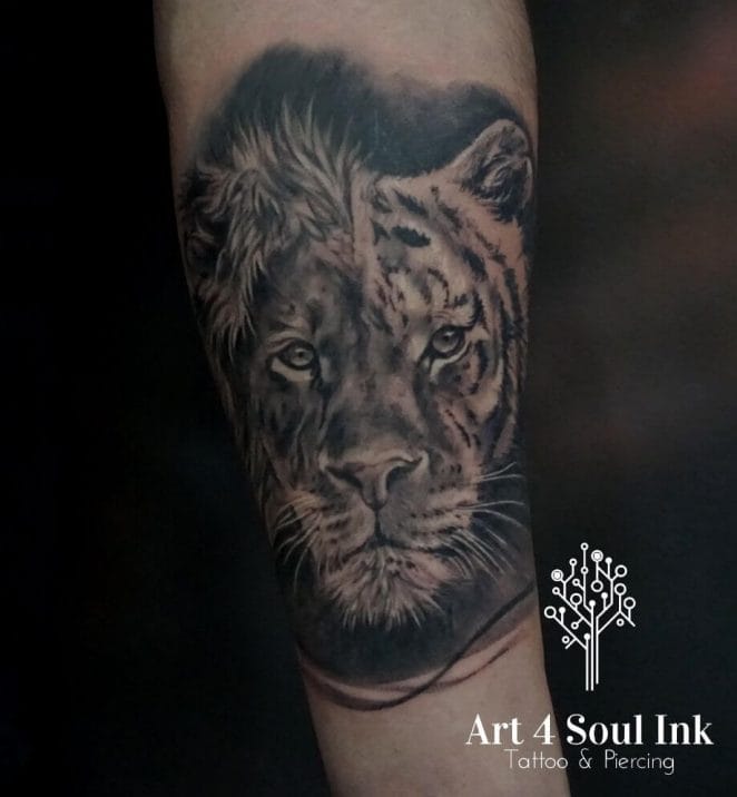 10 + Best Half Lion Half Tiger Tattoo Designs PetPress