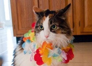 From Mai Tai To Meow 300 Purrfect Hawaiian Cat Names   Hawaiian Cat Names 300x215 