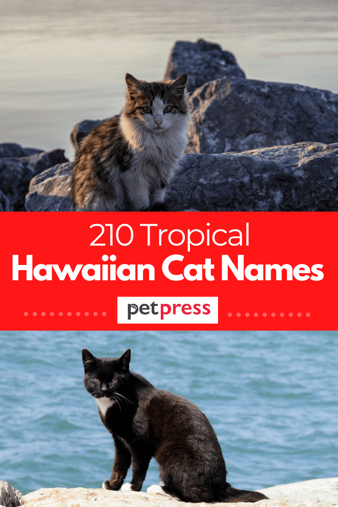 hawaiian-cat-names