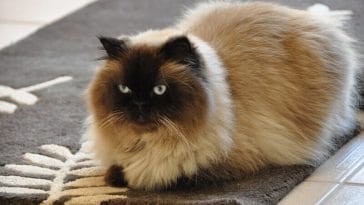 himalayan cat names