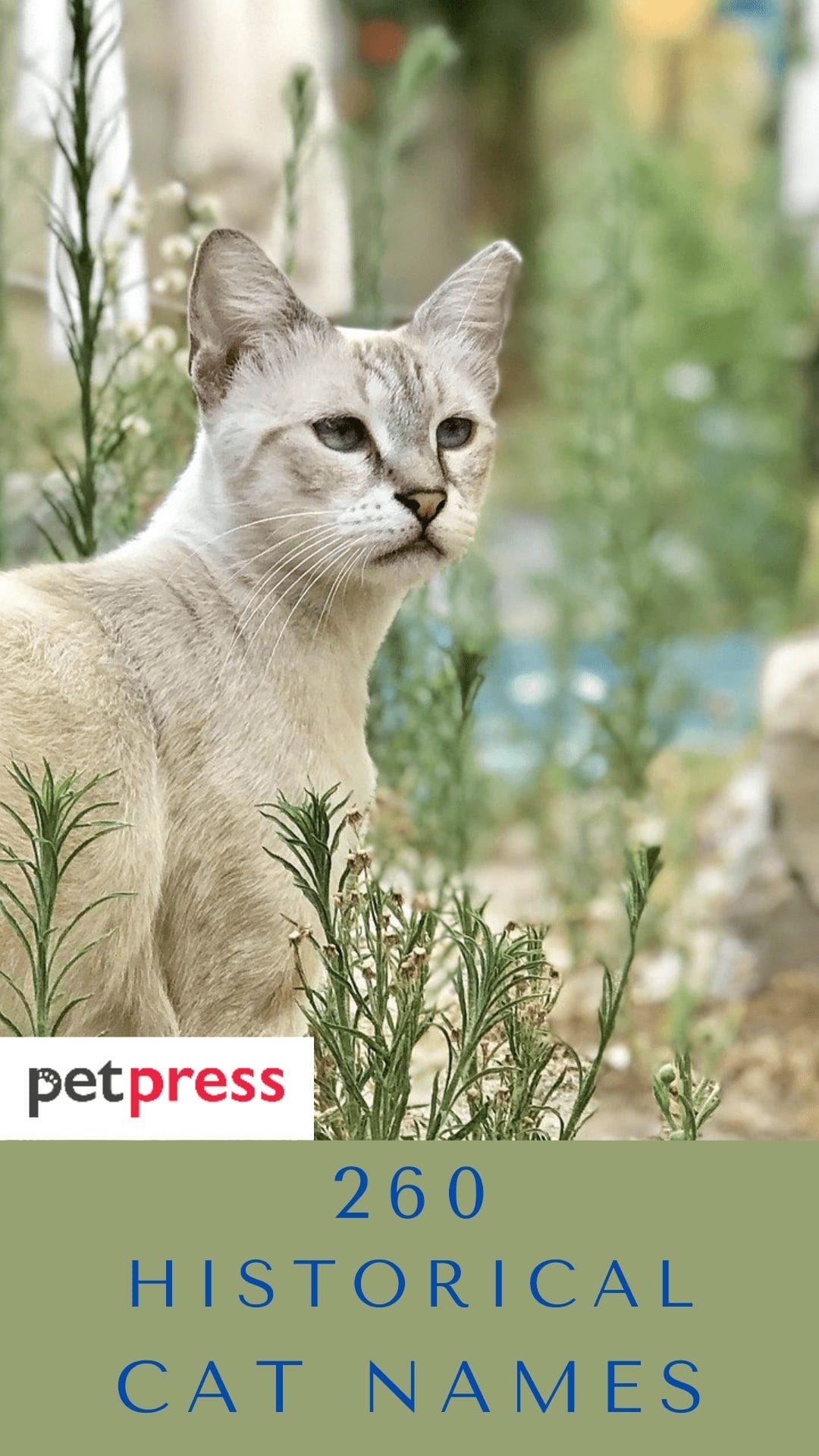 260 Historical Cat Names Inspired By Historical Figures 260-historical-cat-names-inspired-by-historical-figures