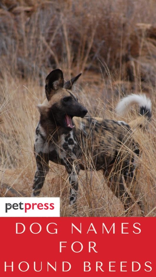 100+ Best Dog Names For Hound Breeds PetPress