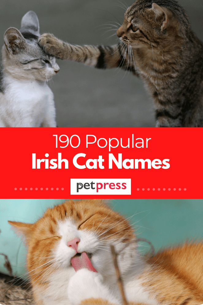 irish-cat-names