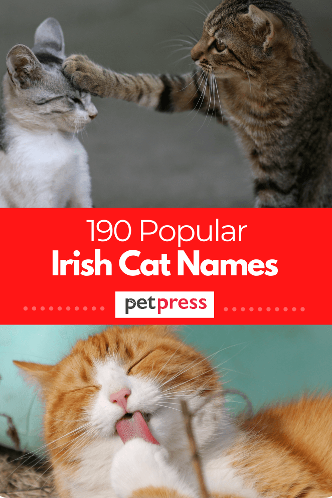 190 Irish Cat Names Male Female Name Ideas With Meanings 190-irish-cat-names-male-female-name-ideas-with-meanings