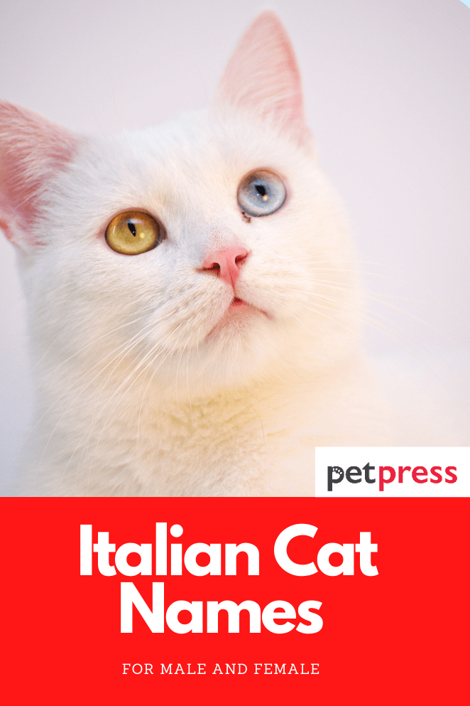 italian-cat-names