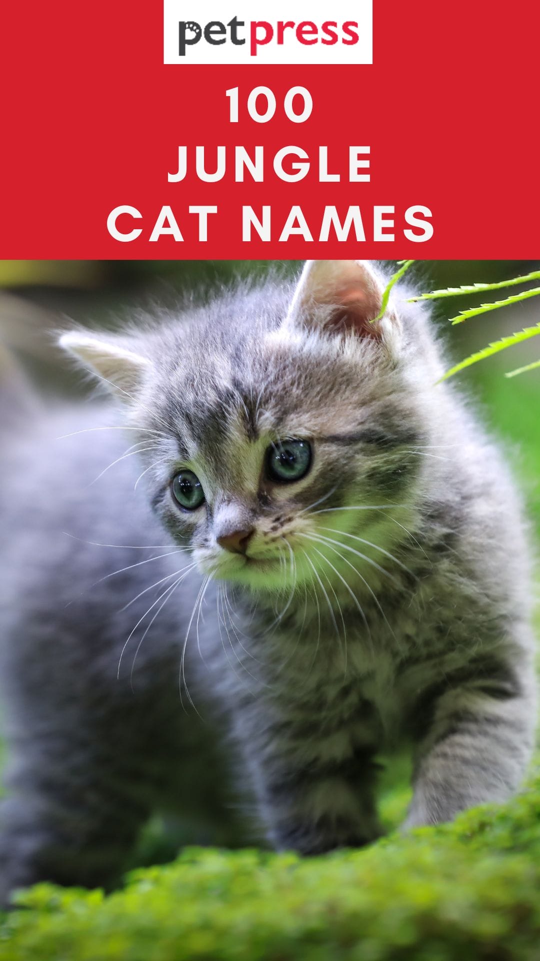 Top 100 Jungle Cat Names PetPress