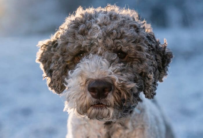 lagotto romagnolo