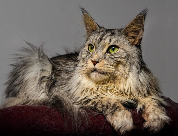 Maine Coon Cat Names: 180 Best Names for Maine Coons