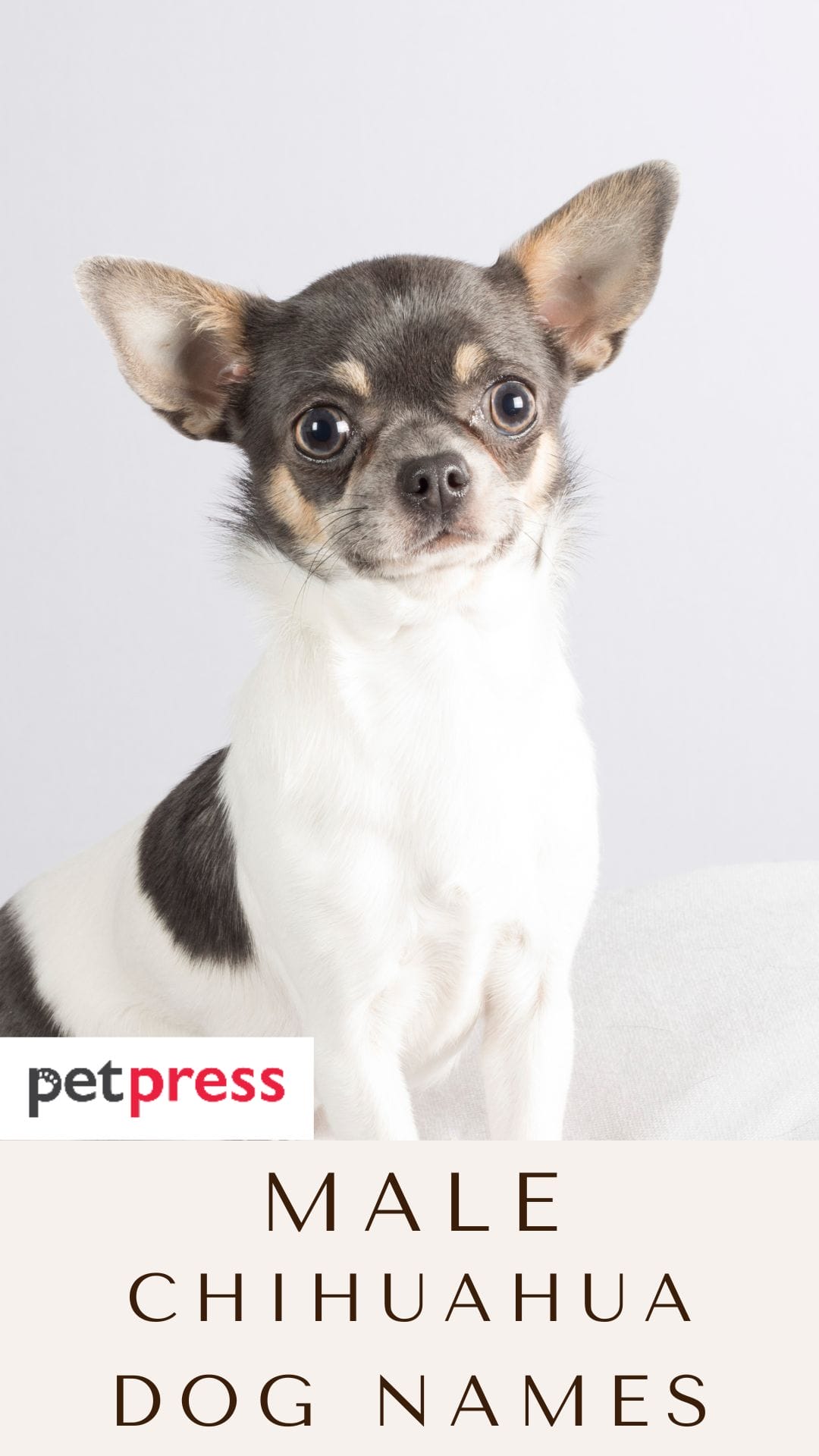 200+ Best Male Chihuahua Dog Names for Little Dogs
