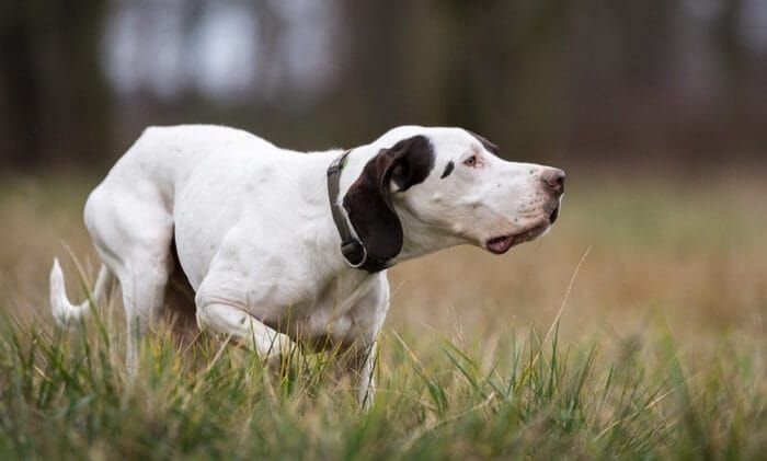 118 Best Male Hunting Dog Names