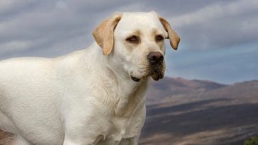 male spanish dog names