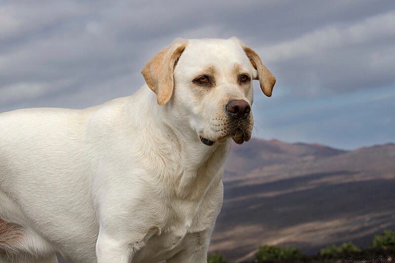 Top 200 Popular Male Spanish Dog Names