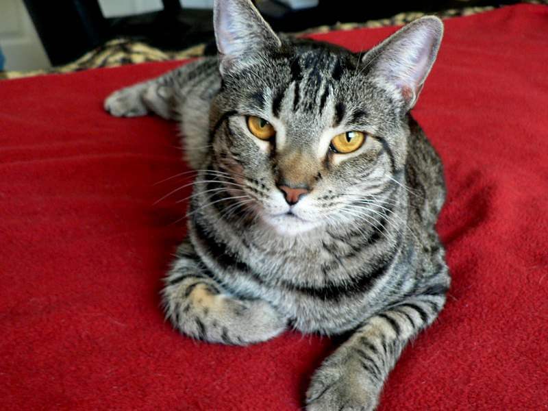 500 Striped Cat Names for Your Tabby Kitten