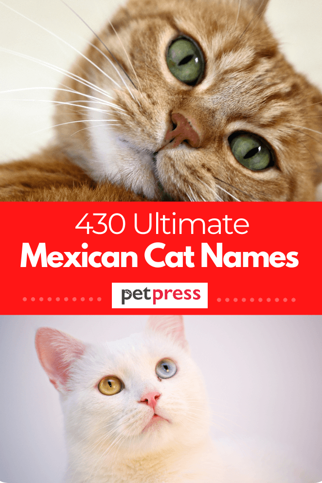 mexican-cat-names