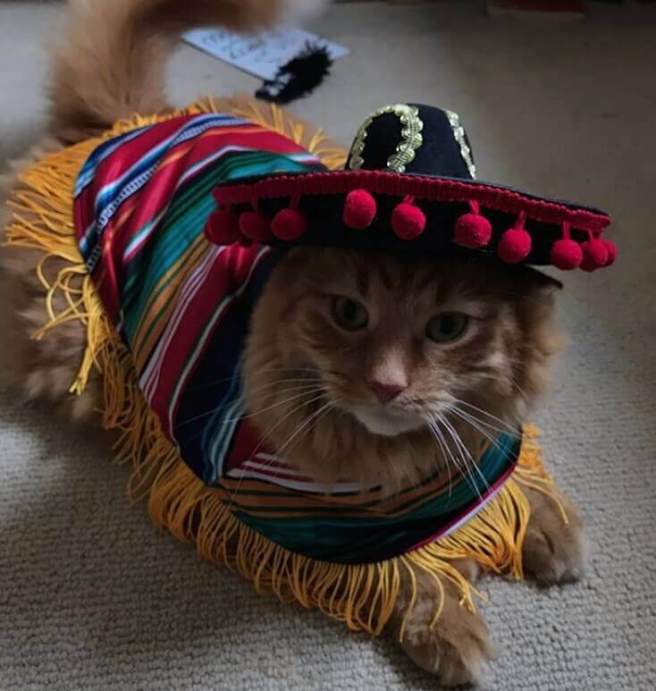 430 Mexican Cat Names The Ultimate List Of Kitten Name Ideas