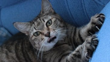 mischievous cat names