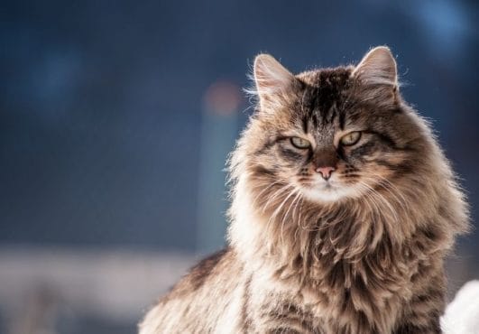 Best 300 Long-Haired Cat Names | PetPress