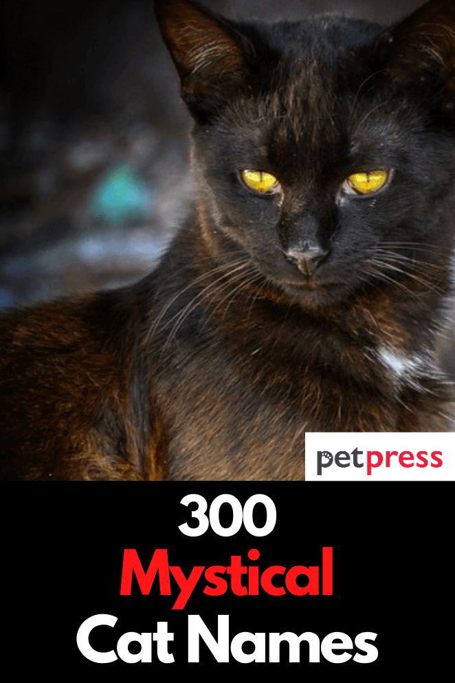 mystical-cat-names