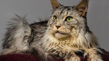 native american cat names