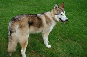 370 Native American Dog Names with Meanings - PetPress