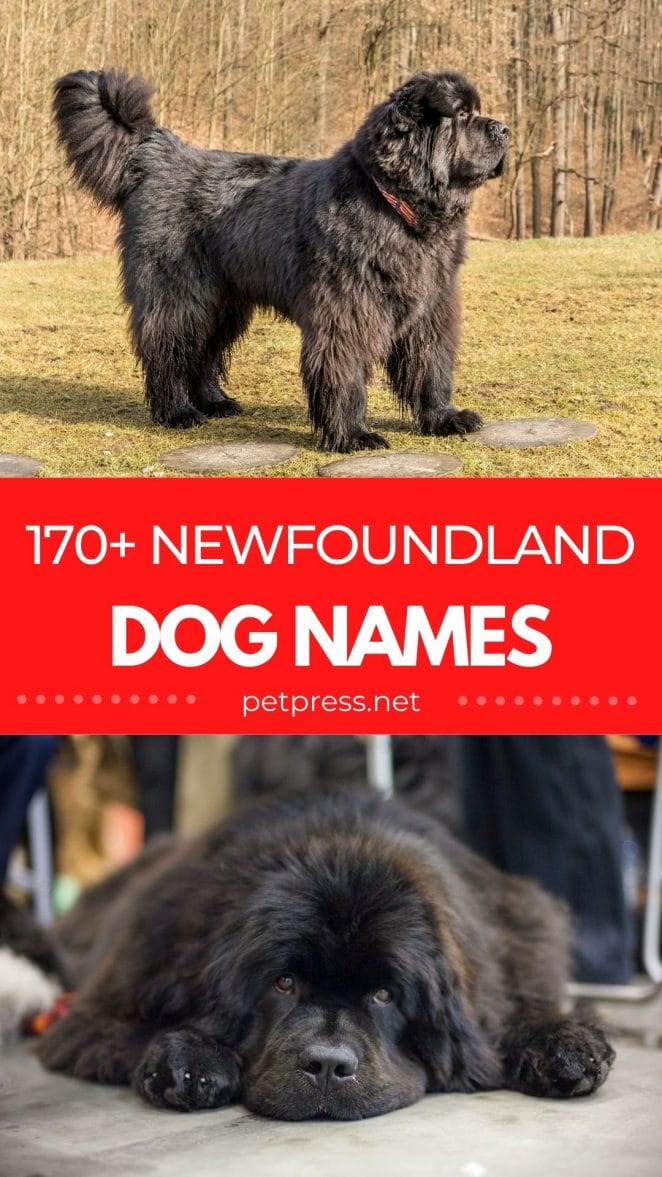 newfoundland dog names