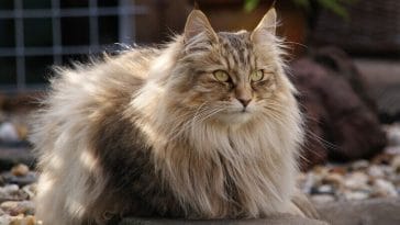 norwegian forest cat names