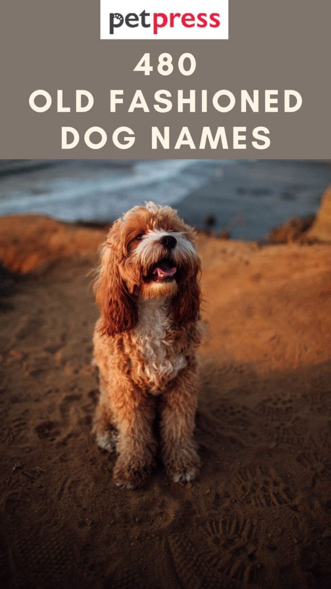 old-fashioned-dog-names