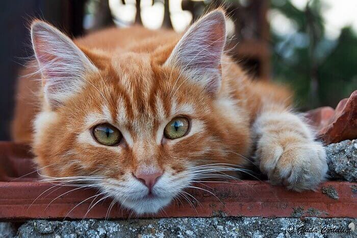 Red Cat Names - 154 Best Names for Orange or Red Cats - PetPress