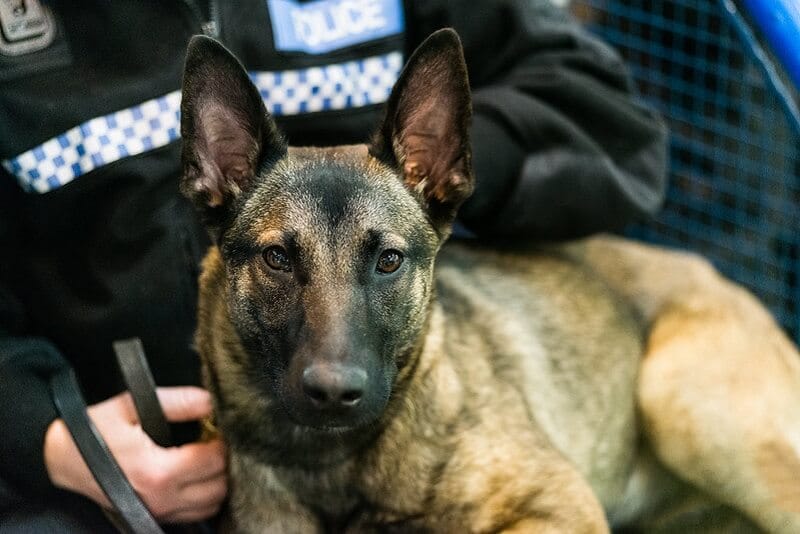 450 Tough Police Dog Names for Your K9 Puppy - PetPress 450 Tough Police Dog Names for Your K9 Puppy - PetPress