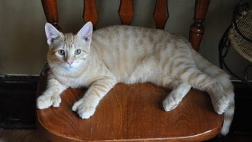 polydactyl cat names