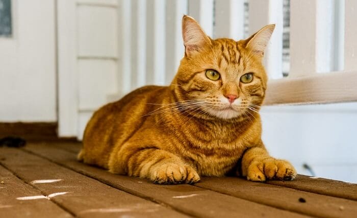 Top 200 Polydactyl Cat Names For Your Cute Feline Friend