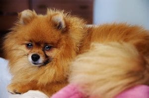 Pomeranian Dog Names - Over 300 Gorgeous Ideas! - PetPress