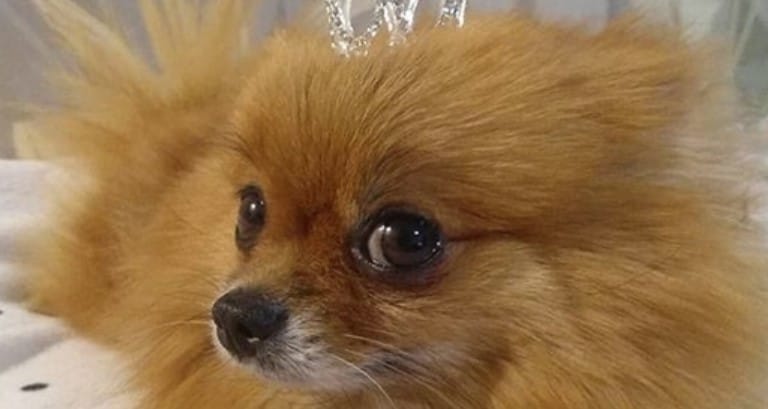 140+ Royal Dog Names for Noble Dogs