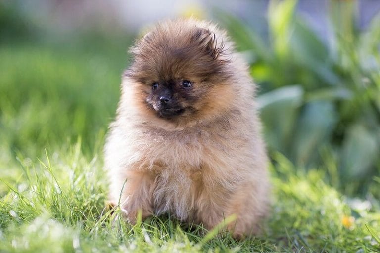 Small Dog Names - 420 Cute Names for Tiny Dogs - PetPress
