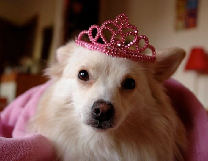 Princess Dog Names - 160 Elegant Dog Names for Girl Puppies
