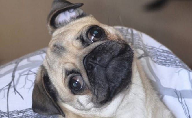 Top 107 Best Pug Dog Names For Your Cute Puppy