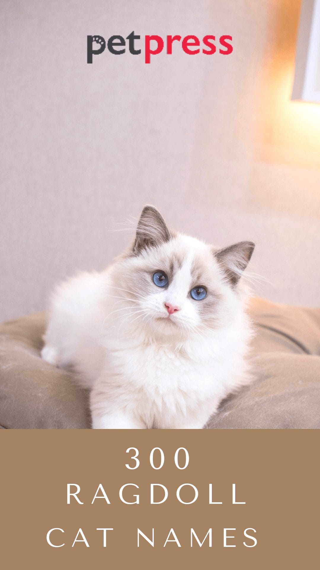 Ragdoll Cat Names 300 Best Names for Ragdoll Cats PetPress