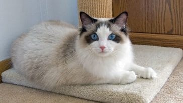 ragdoll cat names