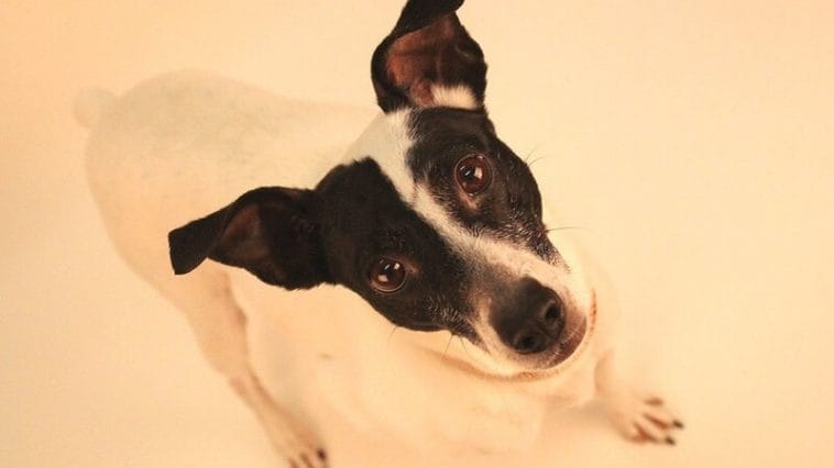 14 Interesting Facts About Rat Terriers - PetPress