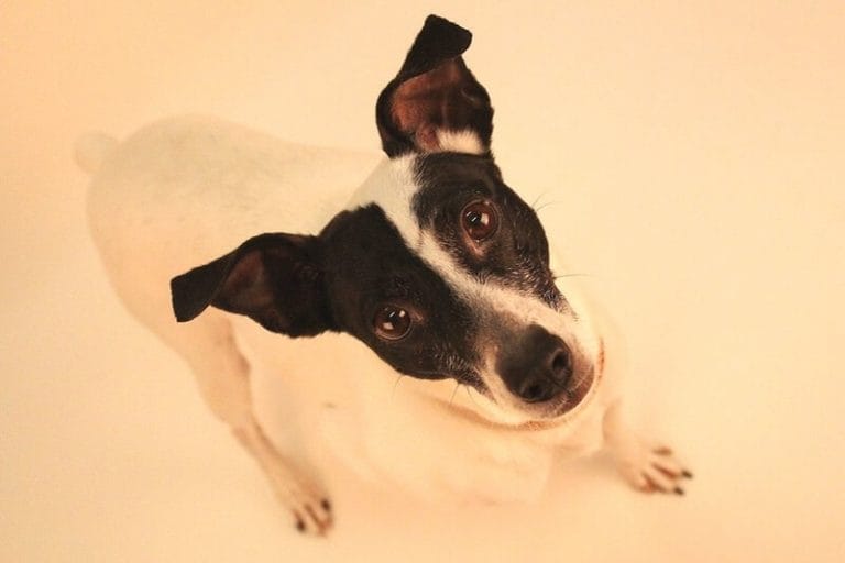 Top 115 Best Rat Terrier Dog Names PetPress