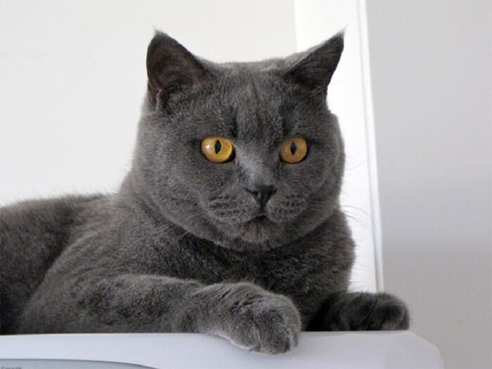 230 Purr-fectly Roman Cat Names for Your Feline Friend