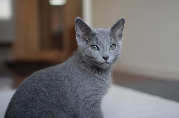 320 Best Male and Female Russian Blue Cat Names