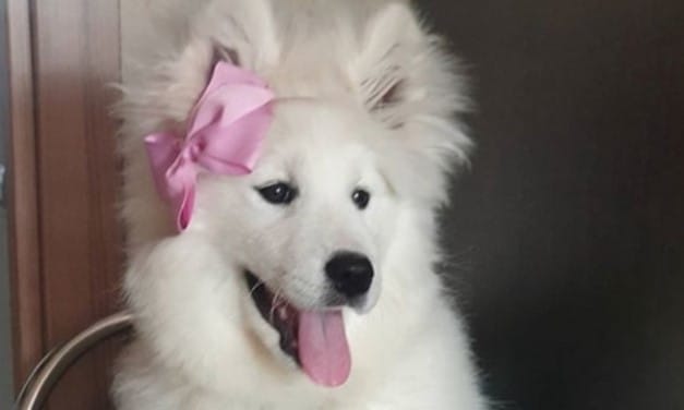 Top 72 Best Samoyed Dog Names That Are Cute And Funny