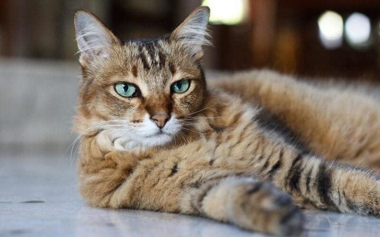 225 Sassy Cat Names - Male & Female Name Ideas For Your Sassy Kitten