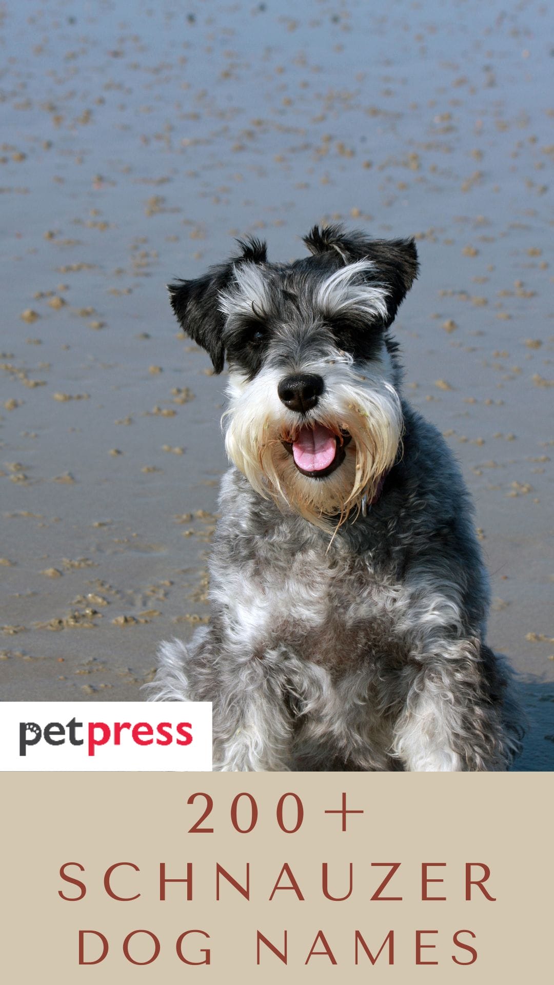 Top 145 Best Schnauzer Dog Names