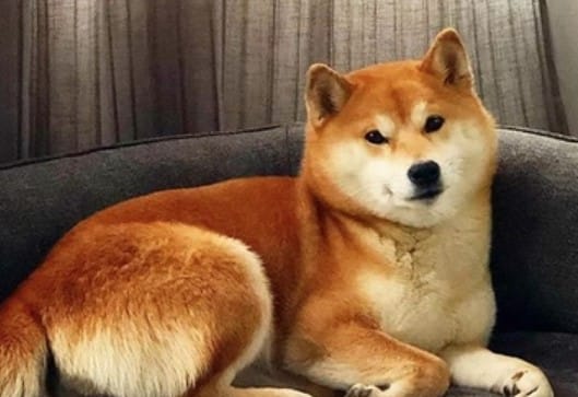 Top 130 Best Shiba Inu Dog Names