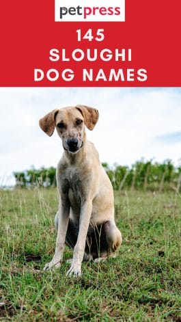 Top 145 Best Sloughi Dog Names - PetPress