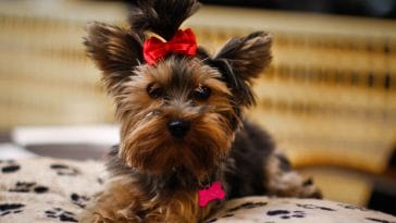 small female dog names