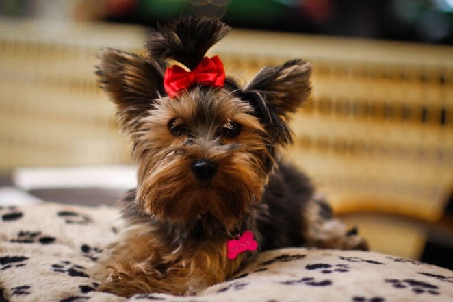 118 Small Female Dog Names Cute Funny Names PetPress 118-small-female-dog-names-cute-funny-names-petpress